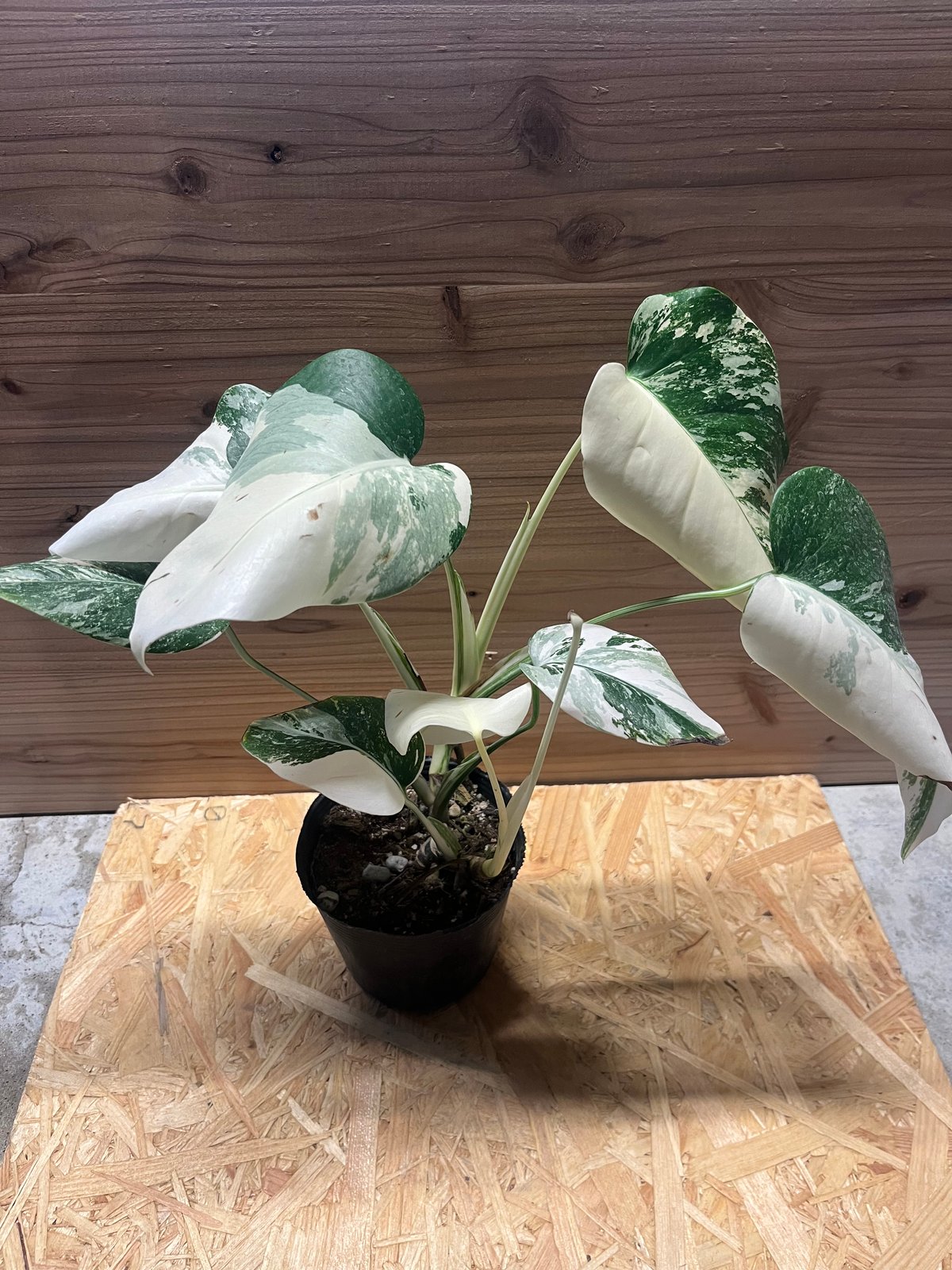 638 黄斑入り モンステラ ボルシギアナ 極斑 Monstera borsigiana f 