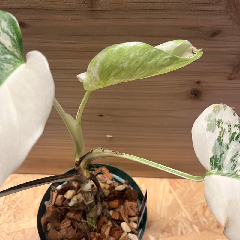 m*7様 極上モンステラ・ボルシギアナ斑入り E 現品］【希少】R モンステラ ボルシギアナ 7号 白 斑入り 観葉