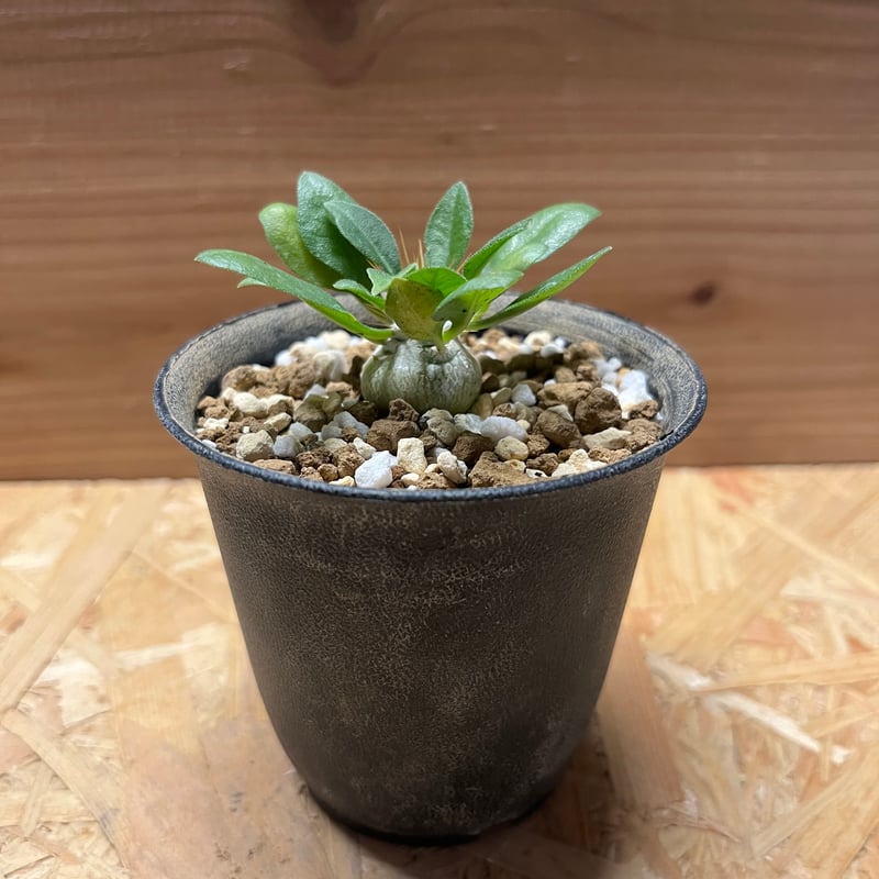 【希少】パキポディウムナマクアナム 光堂 塊根植物 多肉 コーデックス パキポディウム ナマクアナム 光堂/盆栽、多肉植物、塊根植物