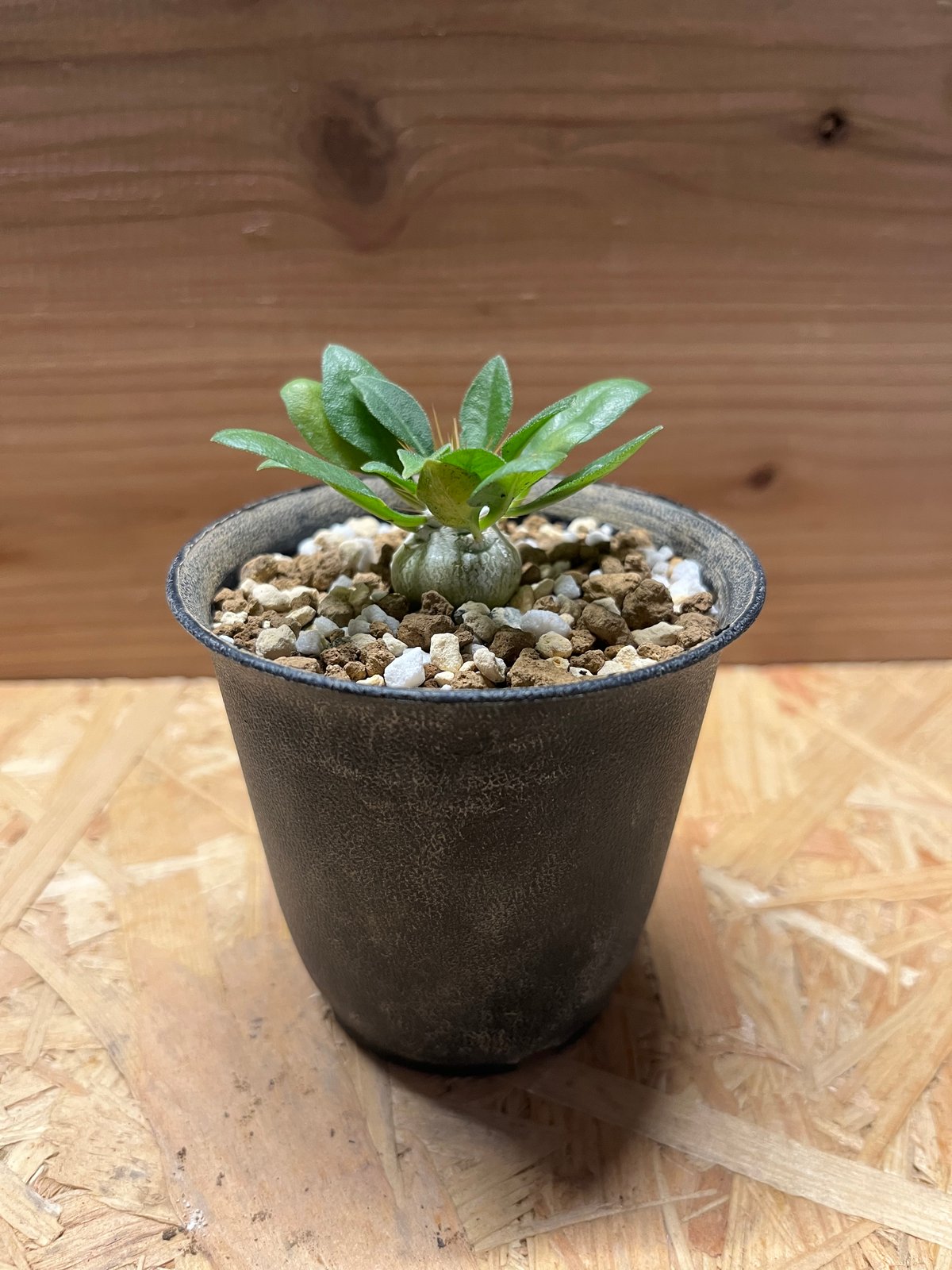 光堂 ナマクアナム パキポディウム Pachypodium namaquanum【パキポディウム・ナマクアナム・光堂