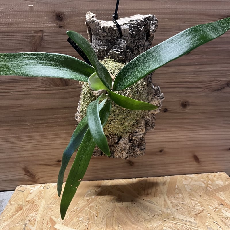 ビカクシダ トサカ | GREEN LUCK