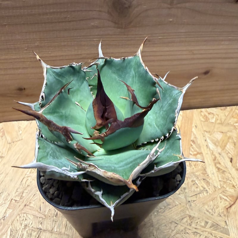 アガベ オテロイ オアハカ実生 | GREEN LUCK