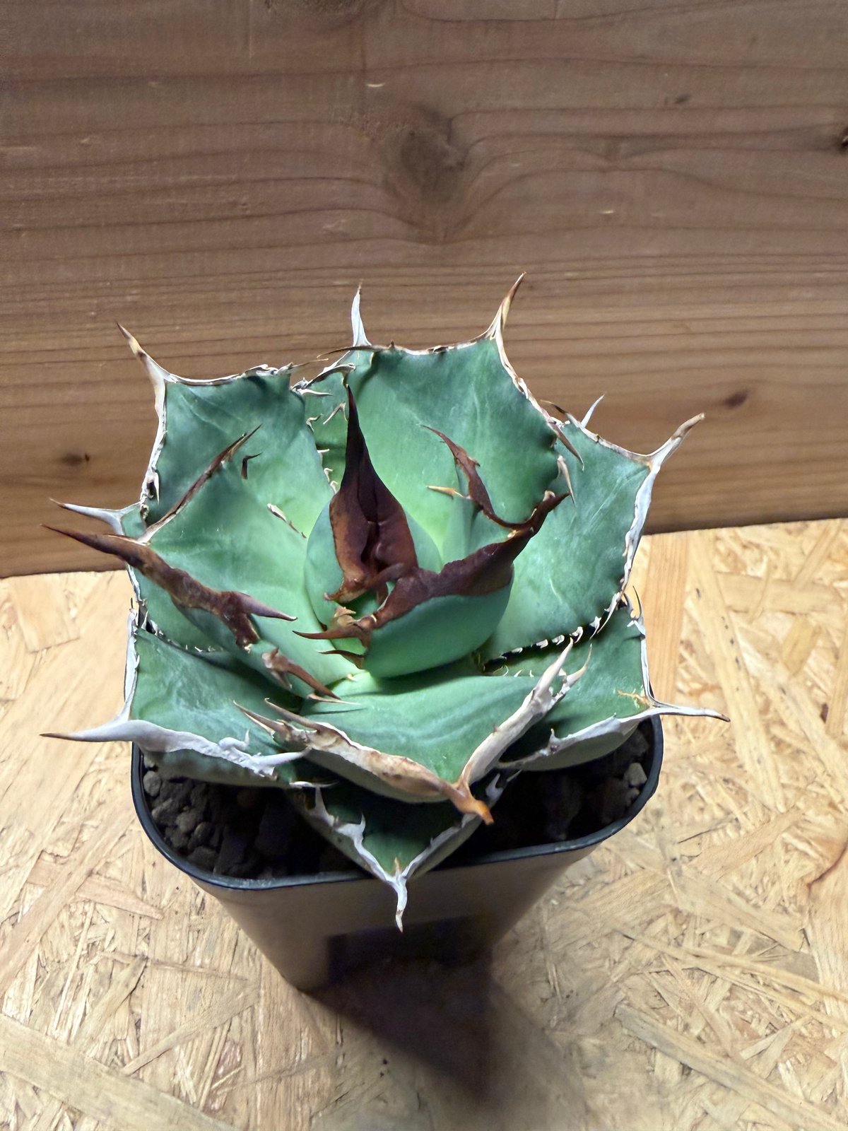 アガベ オテロイ オアハカ実生 | GREEN LUCK