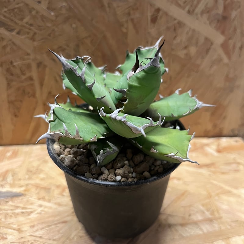 アガベ チタノタ No.1 | GREEN LUCK