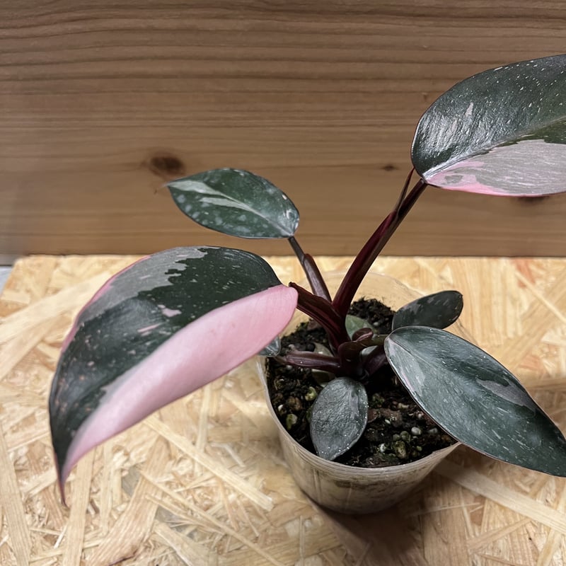 フィロデンドロン ピンクプリンセス 極斑タイプ | GREEN LUCK