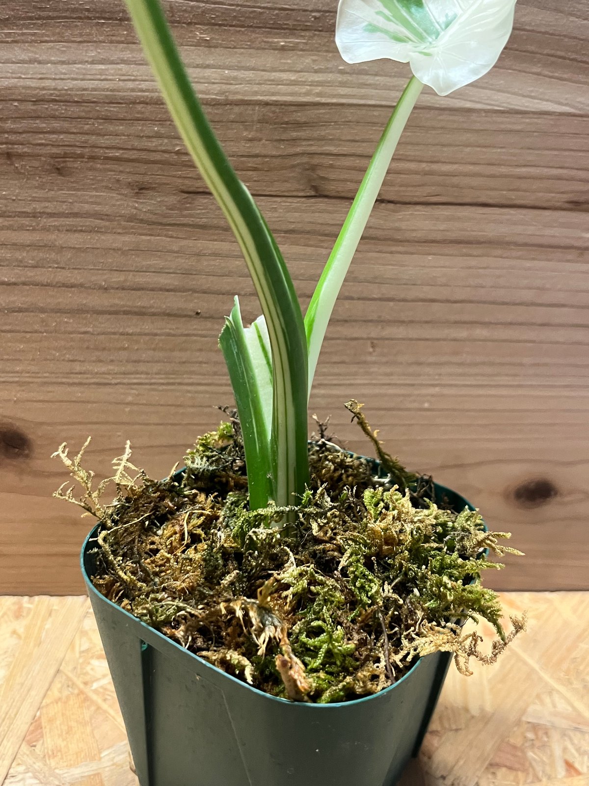 アロカシア オドラ 斑入りクワズイモ | GREEN LUCK