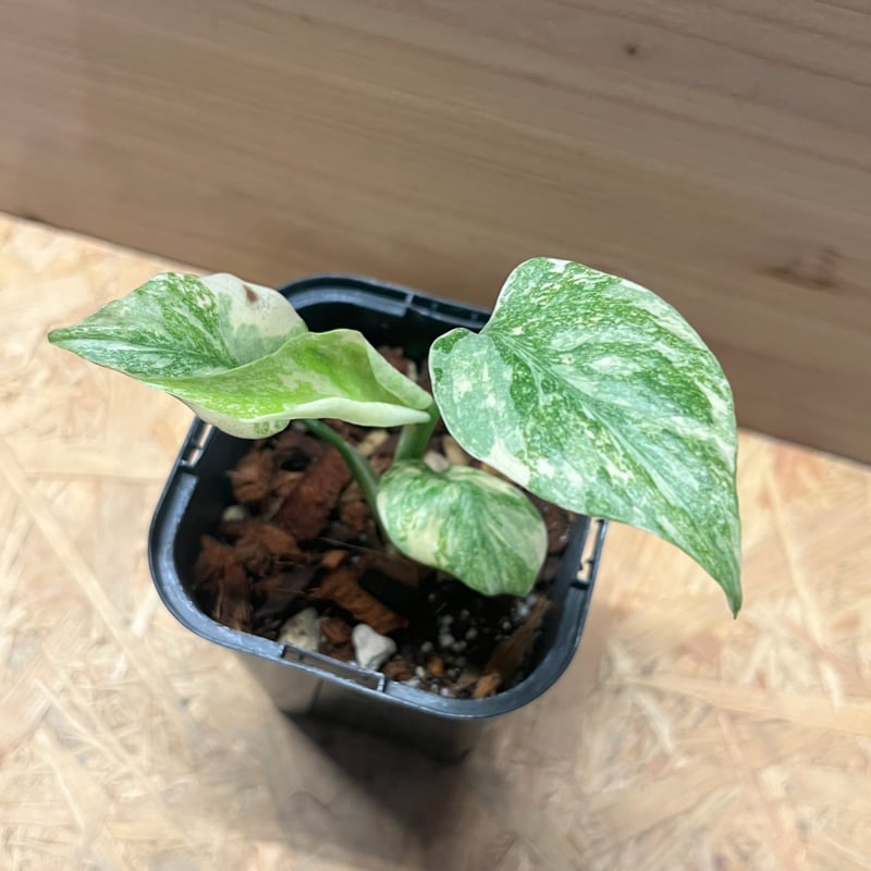 希少大株　斑入りモンステラ　デリシオーサ　グリーンスノー　9号鉢植え発送　葉5枚 希少大株 斑入りモンステラ デリシオーサ グリーンスノー 9号