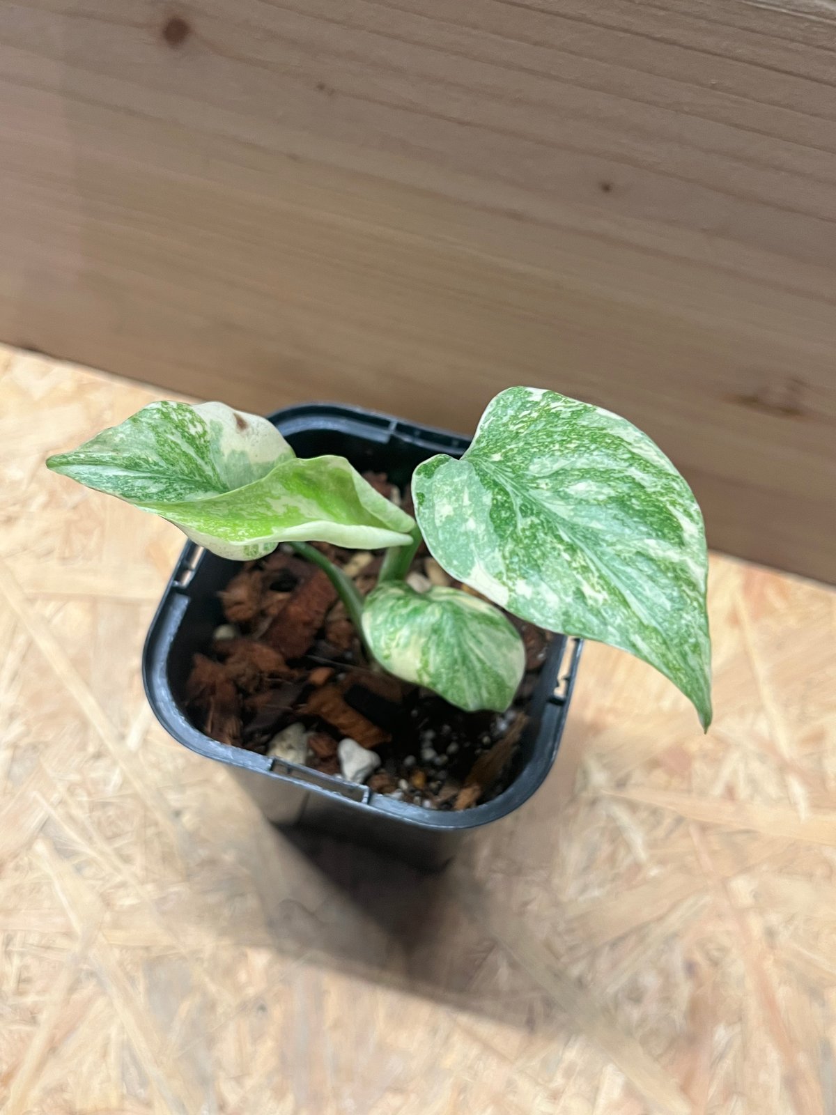 モンステラ37 斑入　グリーンスノー　デリシオーサ　葉付き発根済み モンステラ デリシオーサ グリーンスノー | GREEN LUCK
