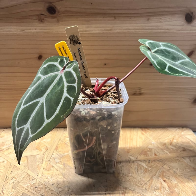 Anthurium Docblock 'Scarlet' S1 スカーレット子株 Anthurium Docblock 'Scarlet' S1 スカーレット子株 - メルカリ