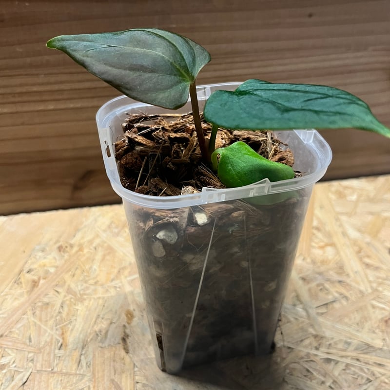 T*m様 アンスリウム　ポーティラエ　NSE アンスリウム ポーティラエ NSE | GREEN LUCK