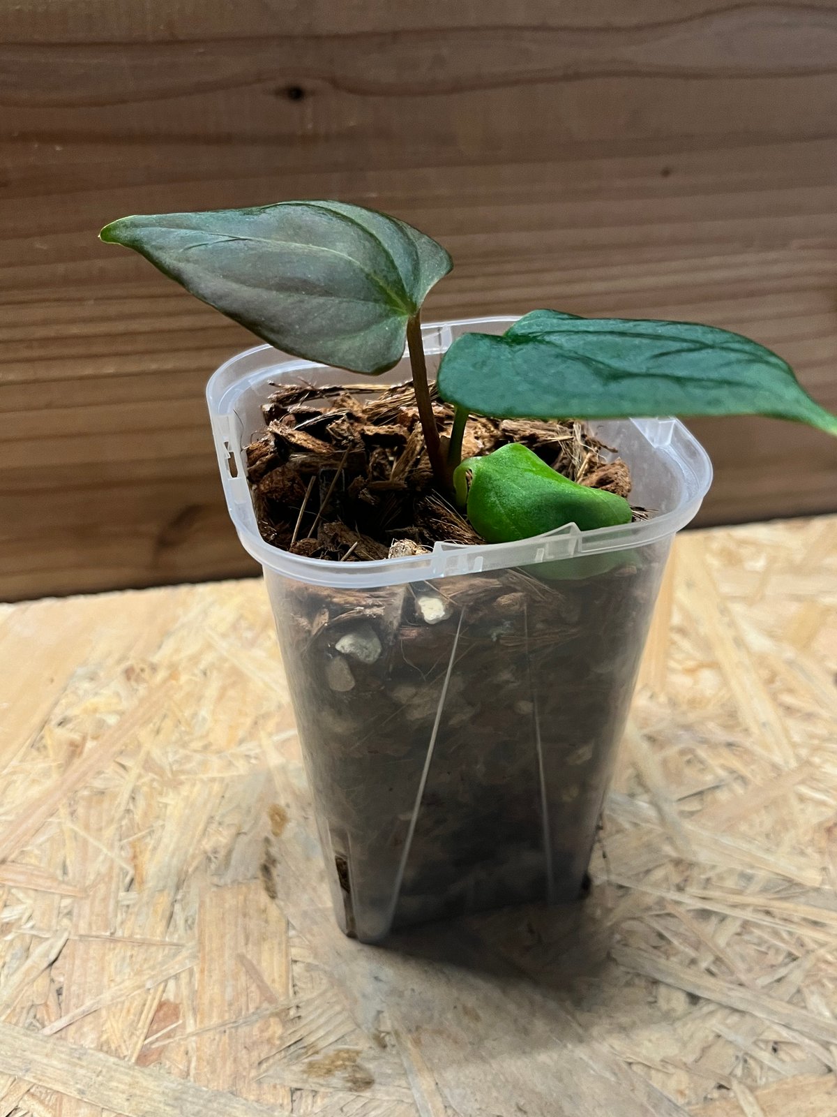 T*m様 アンスリウム　ポーティラエ　NSE アンスリウム ポーティラエ NSE | GREEN LUCK