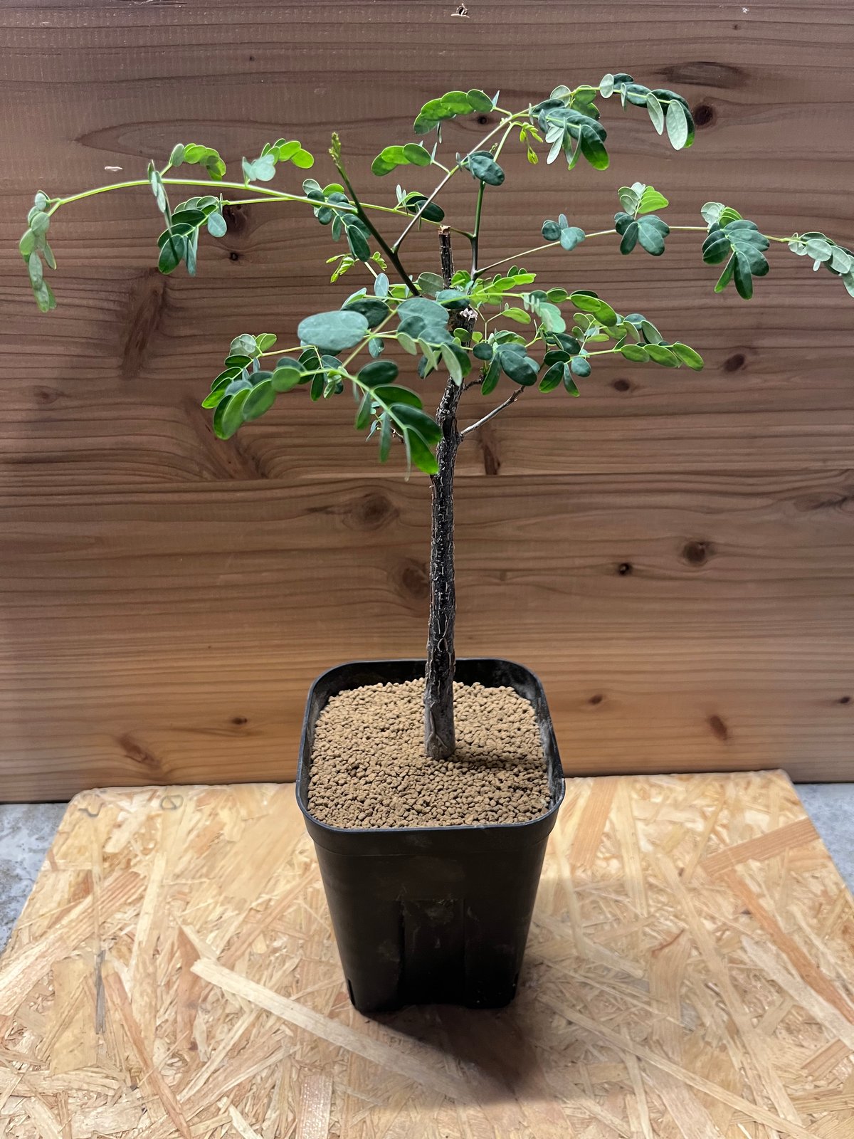 デロニクス プミラ | GREEN LUCK