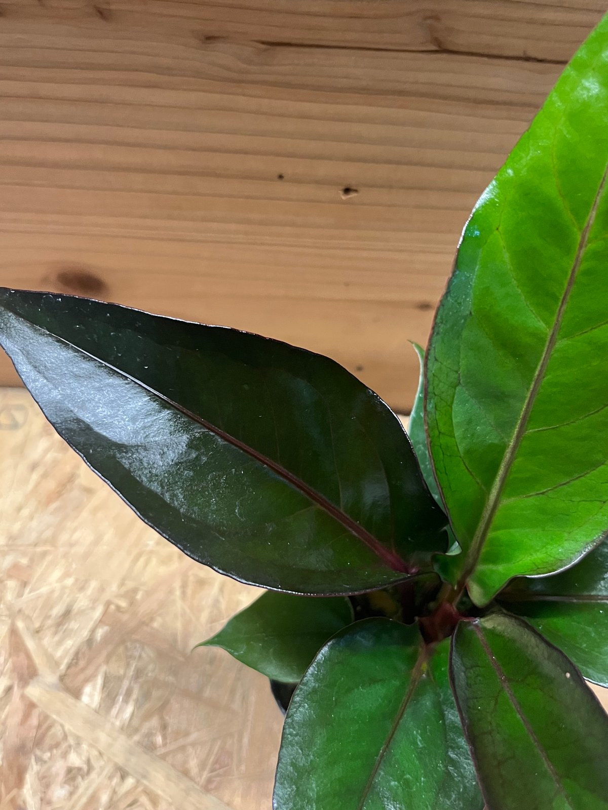 アンスリウム フーケリー 'ブラックドラゴン' | GREEN LUCK