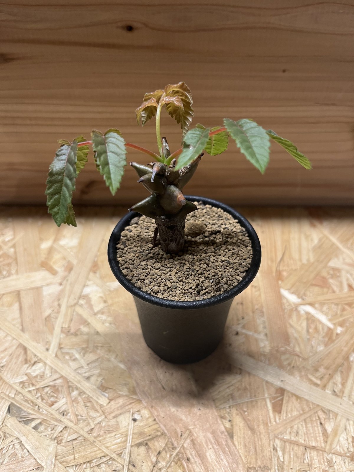 ベイセリア•メキシカーナ 2500624 ベイセリア•メキシカーナ 2500624 ベイセリア•メキシカーナ 2500624