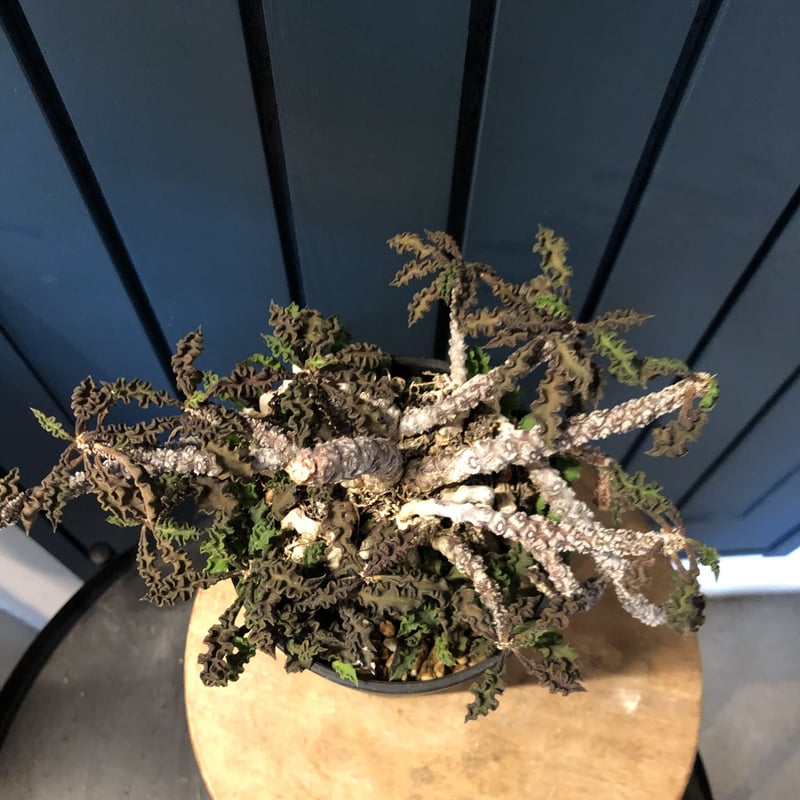 ユーフォルビア デカリー | GREEN LUCK