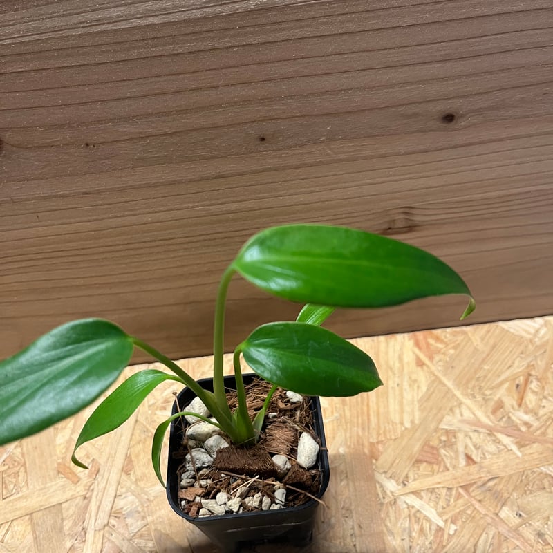 モンステラ ディラセラータ バールマルクスフレーム | GREEN LUCK