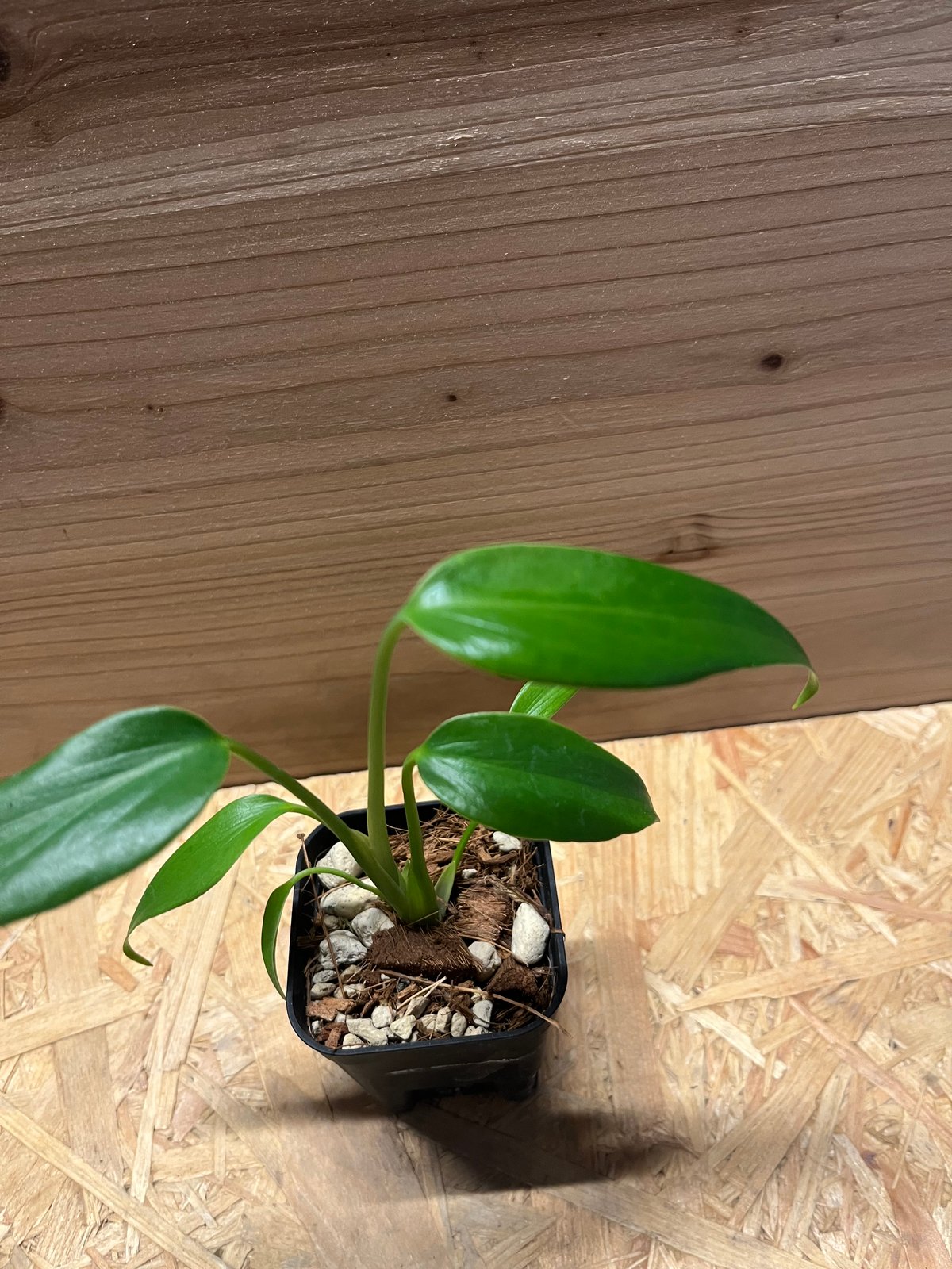 モンステラ ディラセラータ バールマルクスフレーム | GREEN LUCK