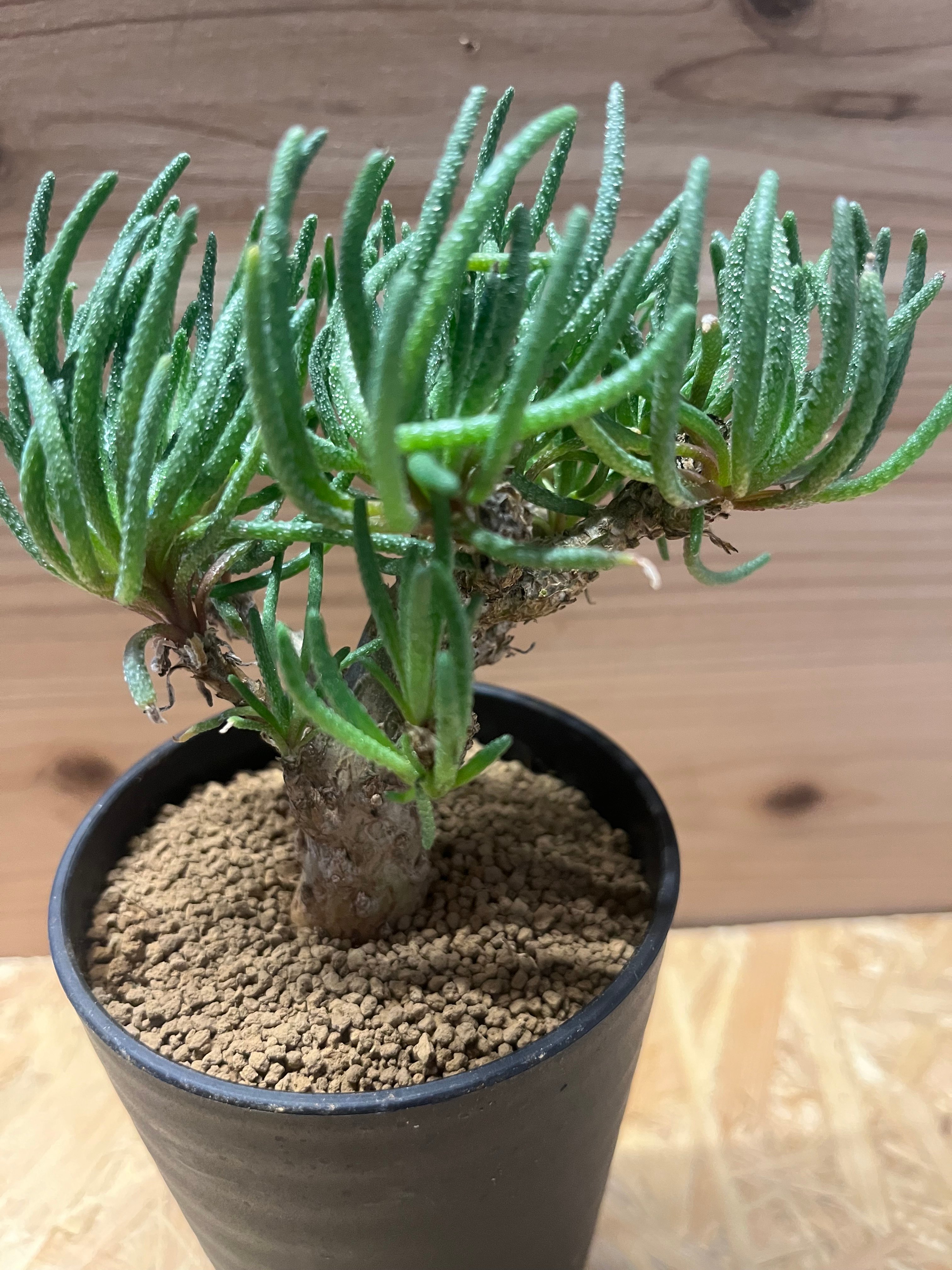 マ*イ様 フィロボルス レスルゲンス 塊根植物 コーデックス 大株 発根済み 2 フィロボルス レスルゲンス | GREEN LUCK