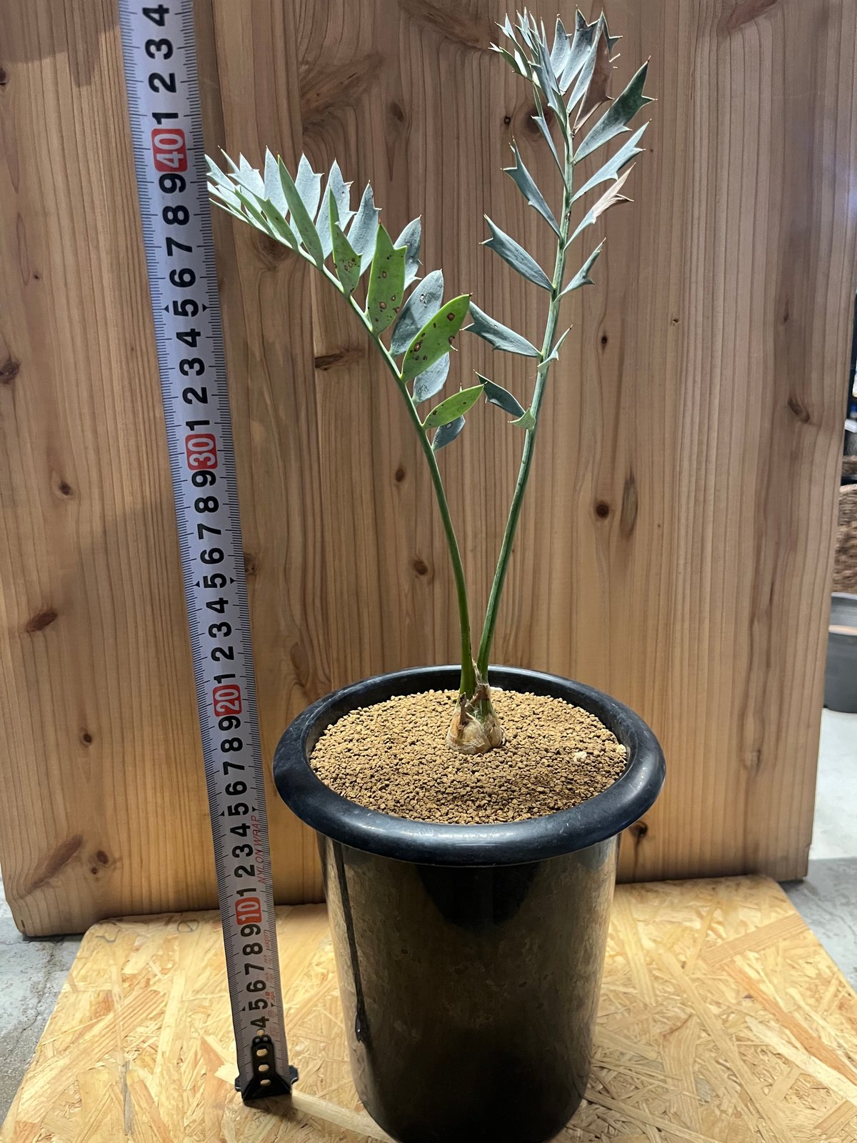 ラスト1株❗️ 001 エンセファラルトス ホリダス 幹径5.6cm