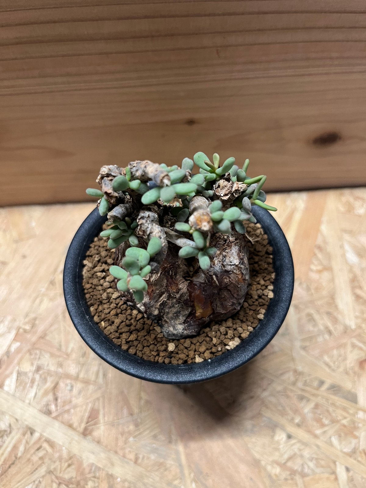 ケラリア ピグマエア | GREEN LUCK