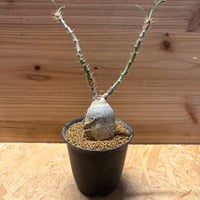 アガベ チタノタ ドラゴンスパイン | GREEN LUCK