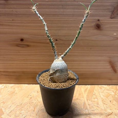 パキポディウムサキュレンタム | STORES