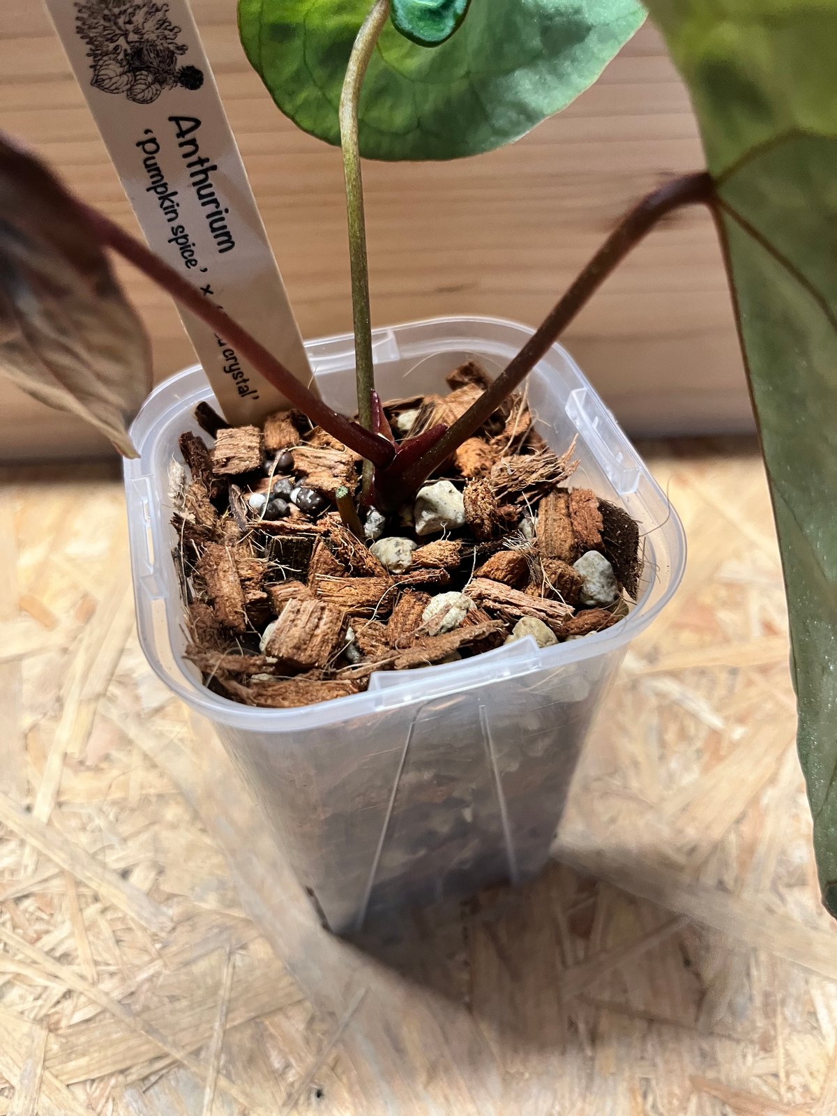 【HS】アンスリウム　pumpkin spice HS】アンスリウム pumpkin spice 🎃Anthurium 'Pumpkin Spice