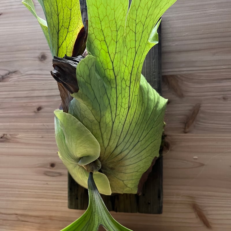 ビカクシダ コロナリウム | GREEN LUCK