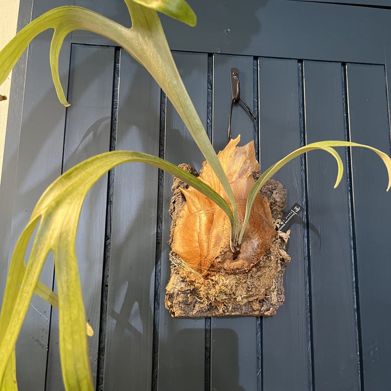 ビカクシダ トサカ | GREEN LUCK