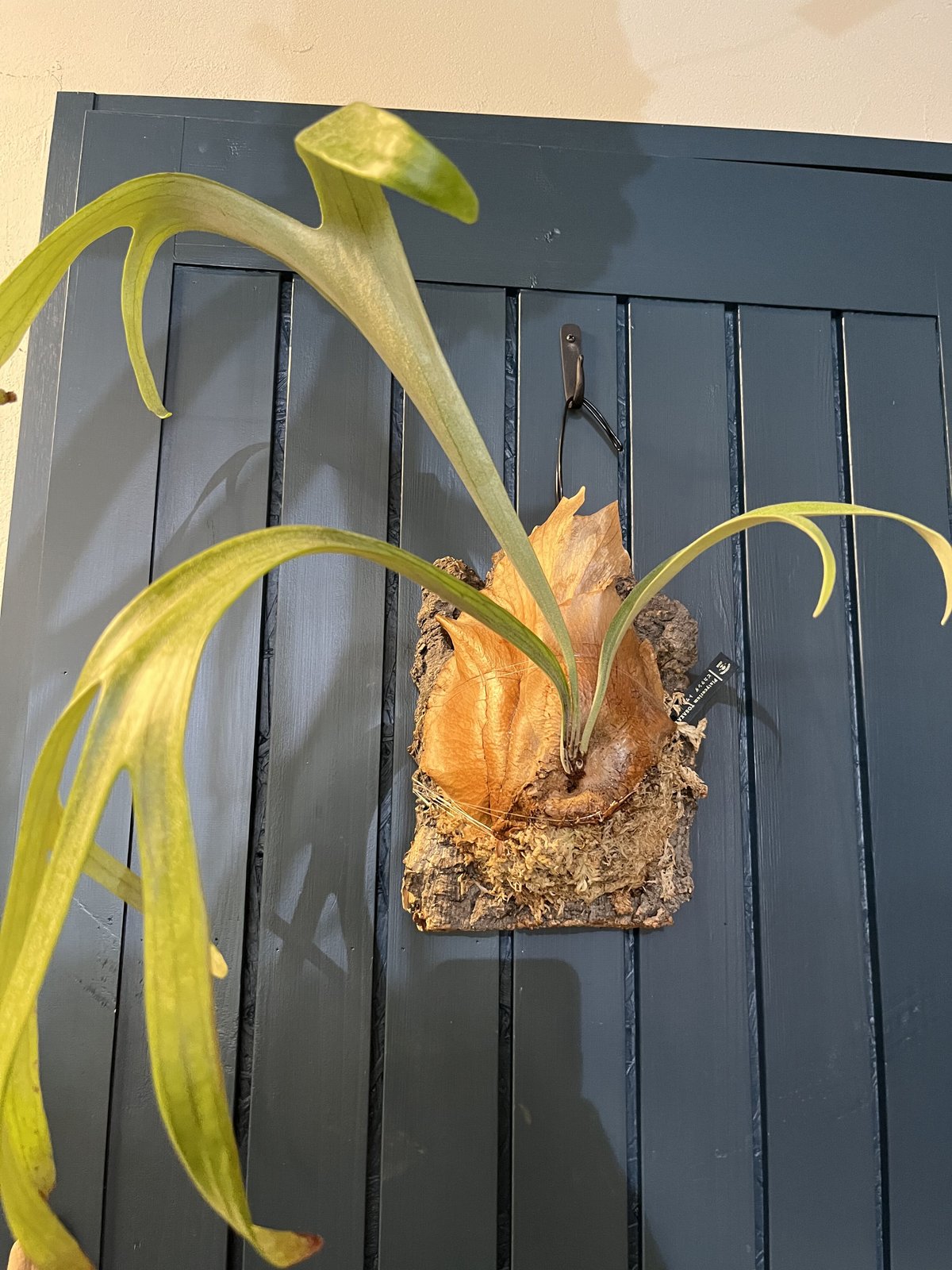 ビカクシダ トサカ | GREEN LUCK