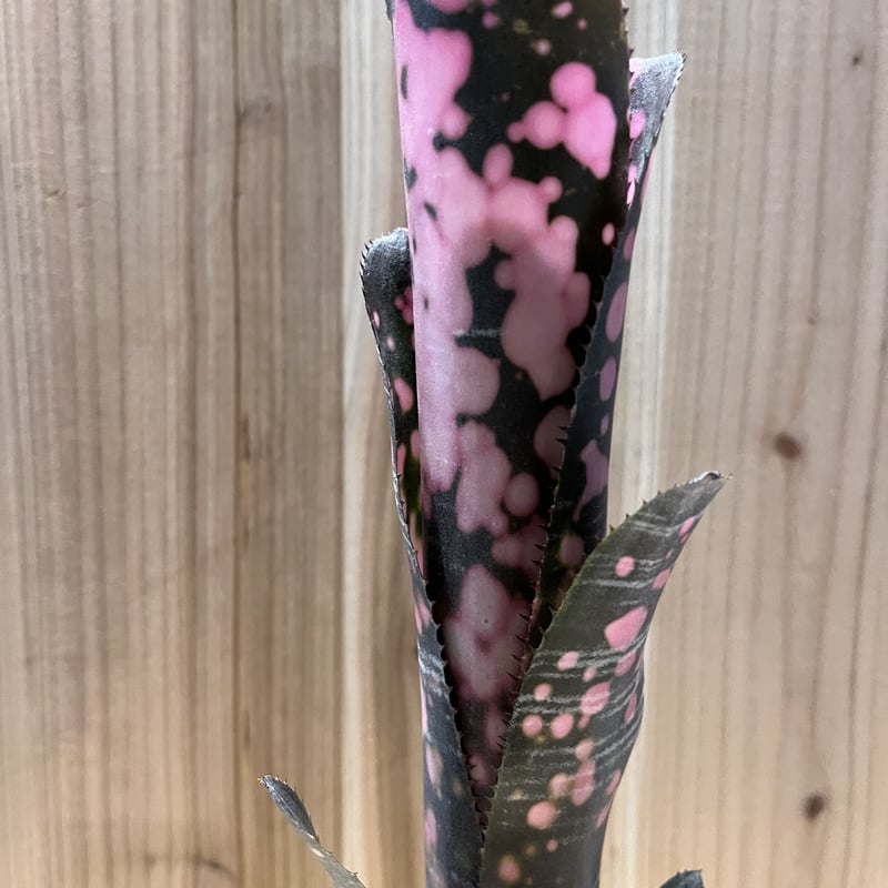 ビルベルギア インセンディアリーデライト | GREEN LUCK