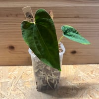 アンスリウム クエレマレンセ | GREEN LUCK