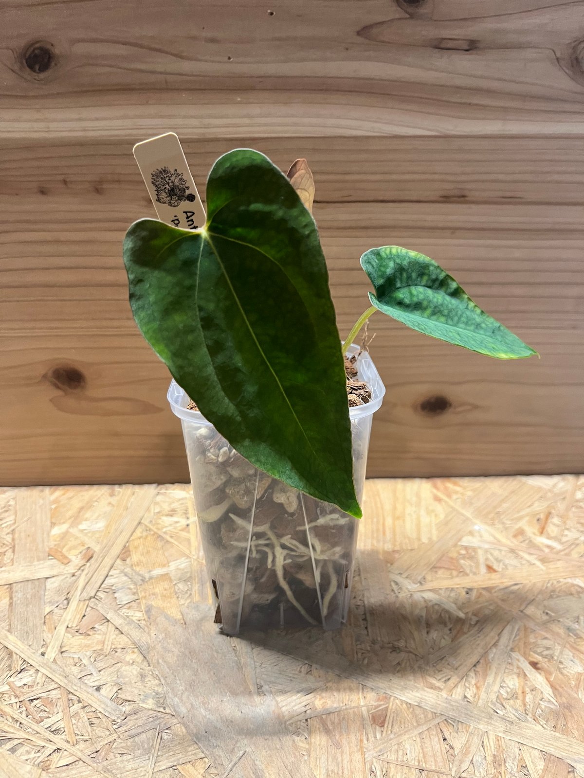 アンスリウム パンプキンスパイス×パピリラミナム