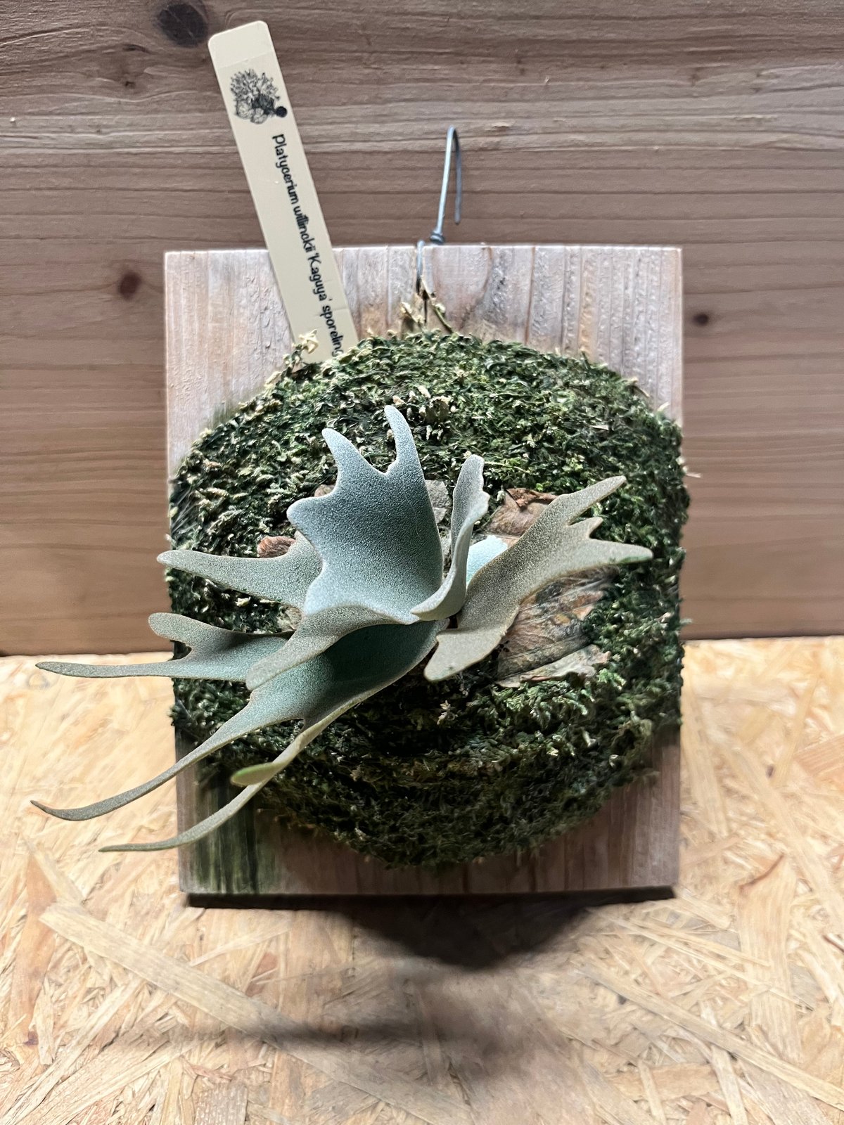 ビカクシダ ウィリンキー 'カグヤ' | GREEN LUCK