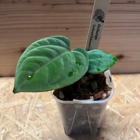 anthurium | STORES anthurium | STORES