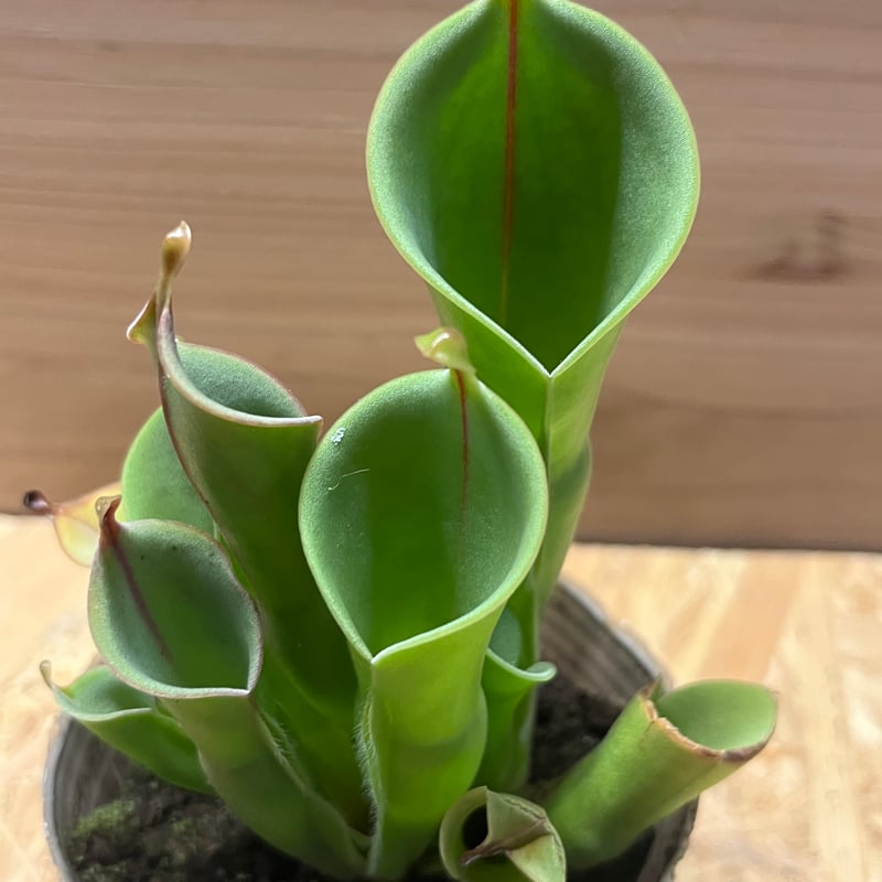 ヘリアンフォラ | GREEN LUCK