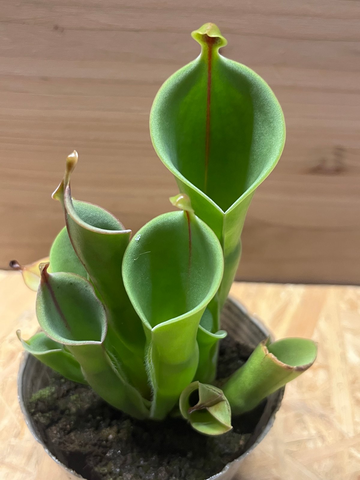 ヘリアンフォラ | GREEN LUCK