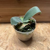 ビカクシダ メラメラ | GREEN LUCK