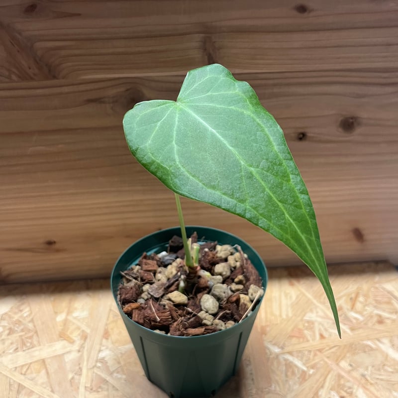 アンスリウム デルタフォース | GREEN LUCK