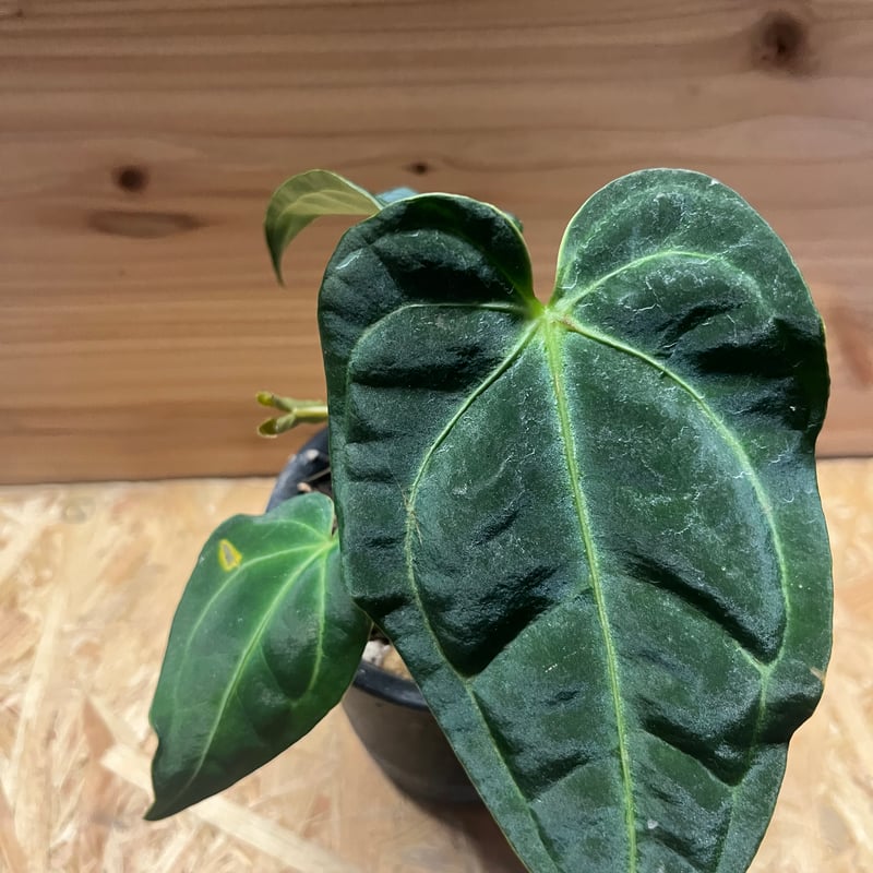 61番 ハオルチア スプリング錦糊斑 7cm 自家繁殖 多肉植物