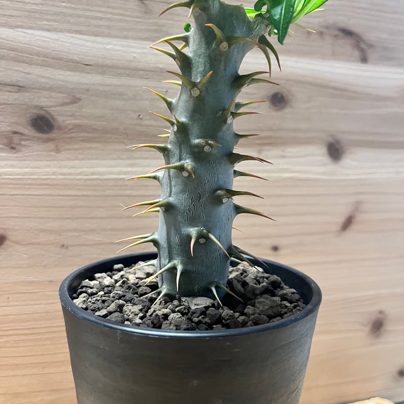 パキポディウム アンボンゲンセ | GREEN LUCK