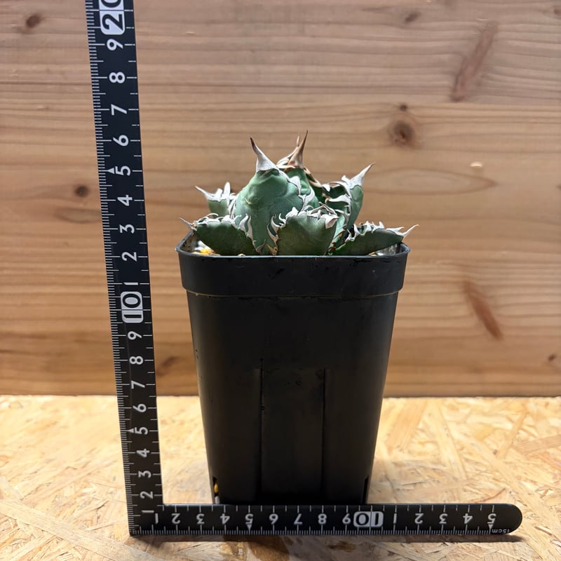 アガベ オテロイ オアハカ | GREEN LUCK