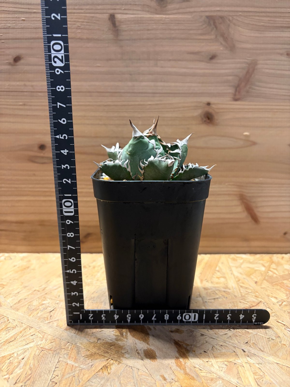 アガベ オテロイ オアハカ | GREEN LUCK