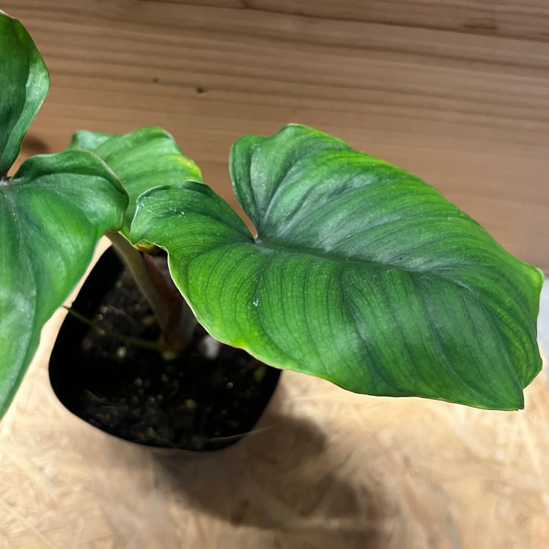 ホマロメナ sp.レッド | GREEN LUCK