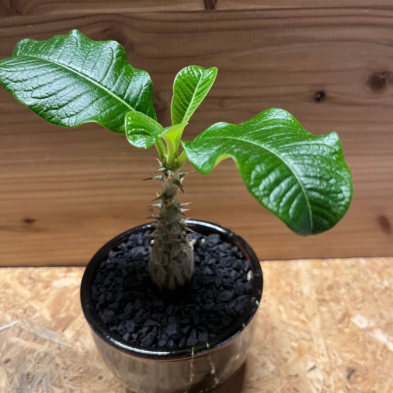 パキポディウム ウィンゾリー×伝市鉢 | GREEN LUCK