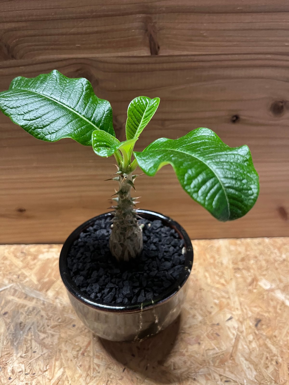 パキポディウム ウィンゾリー×伝市鉢 | GREEN LUCK