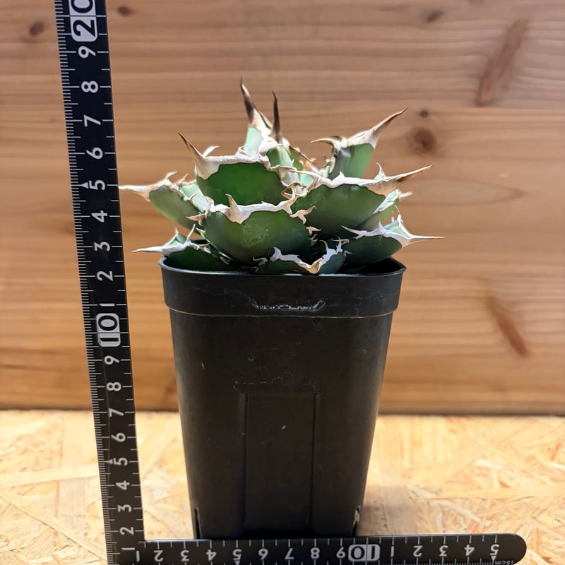 アガベ チタノタ '巨獣' | GREEN LUCK