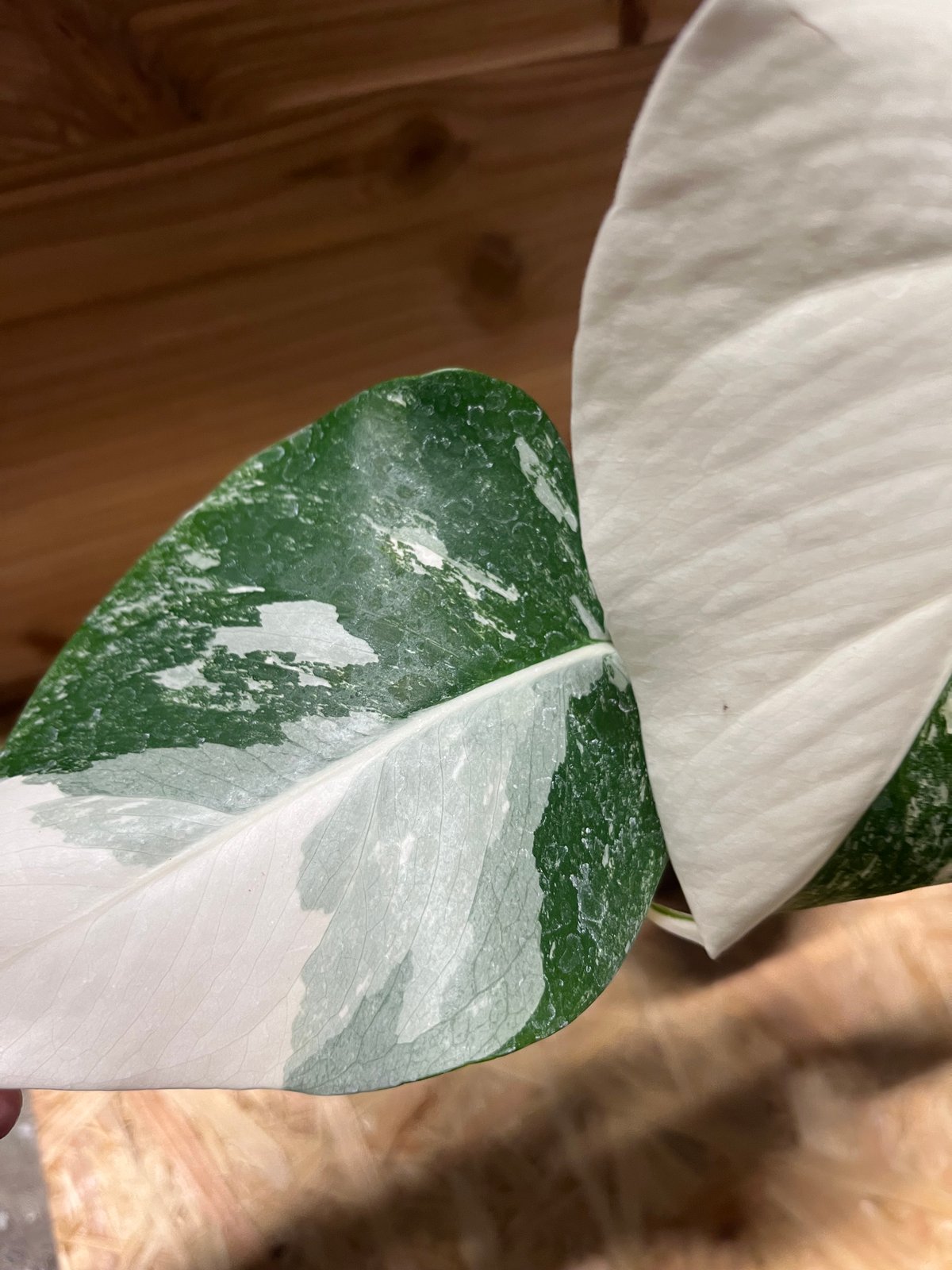 斑入りモンステラ ボルシギアナ バリエガータ 極斑タイプ | GREEN LUCK