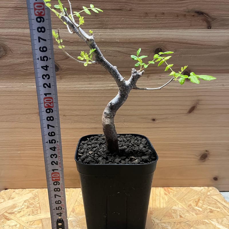 コミフォラ モンストローサ | GREEN LUCK