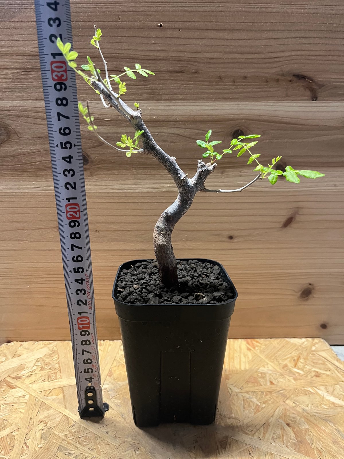 コミフォラ モンストローサ | GREEN LUCK